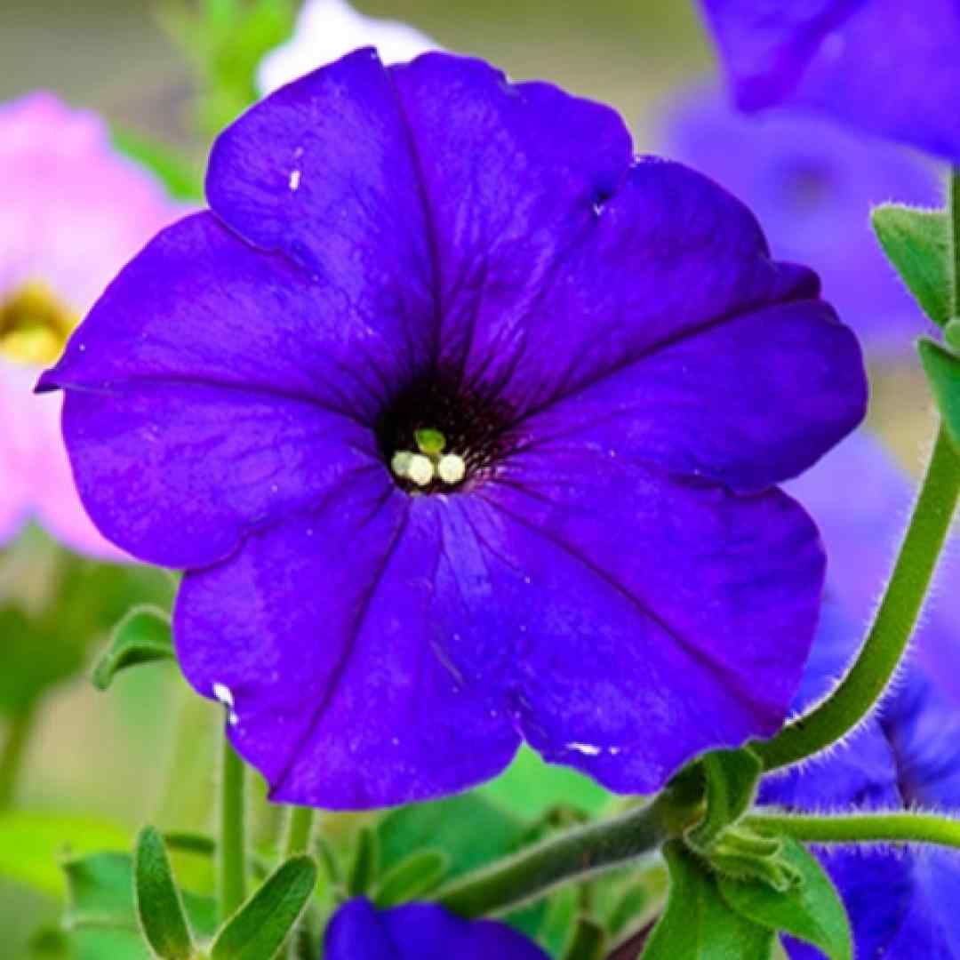  سلام به عاشقی که به عشقش نرسید ترند اینستا