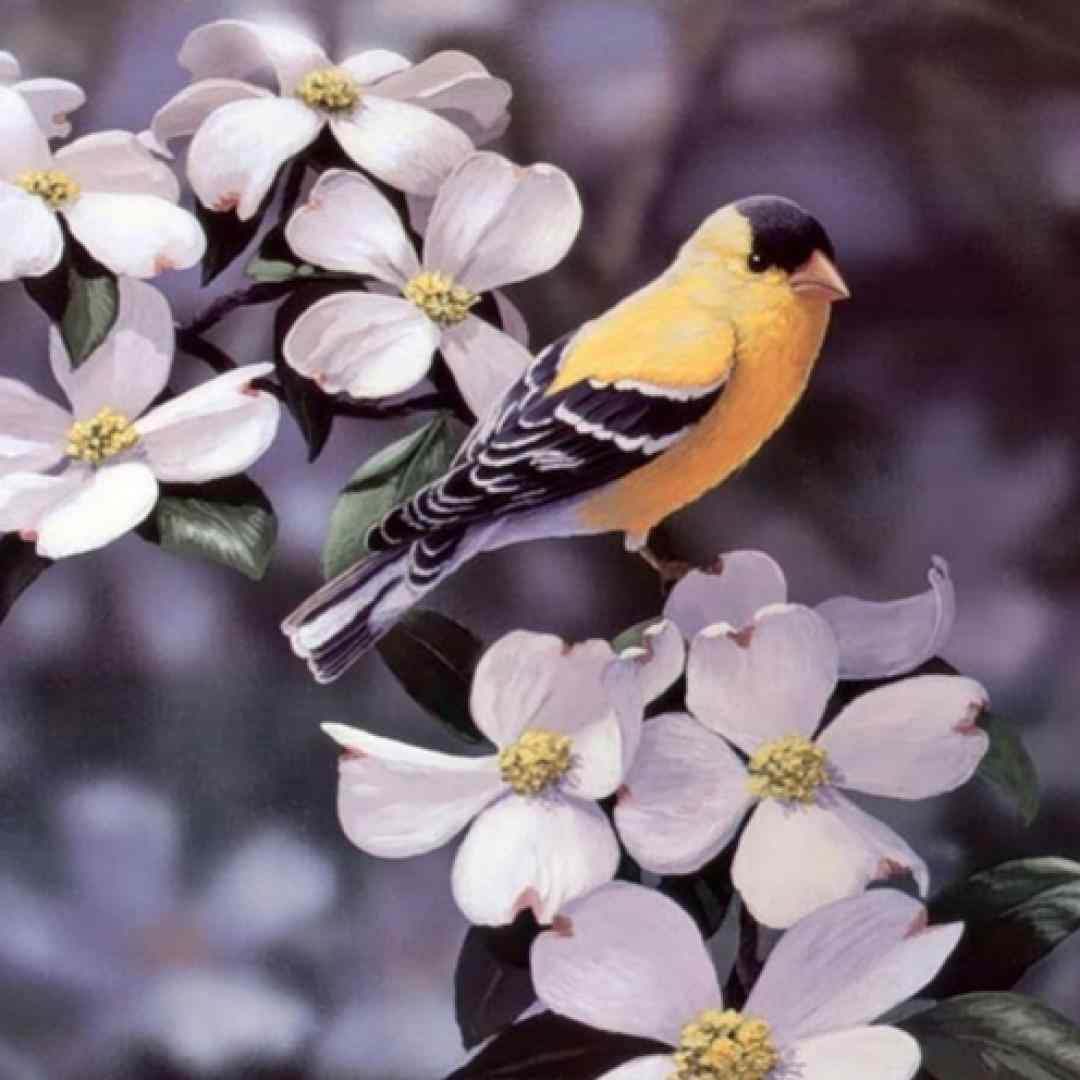 کبوتر دلم از لب بوم دلت نمیپره با صدای مرد و زن