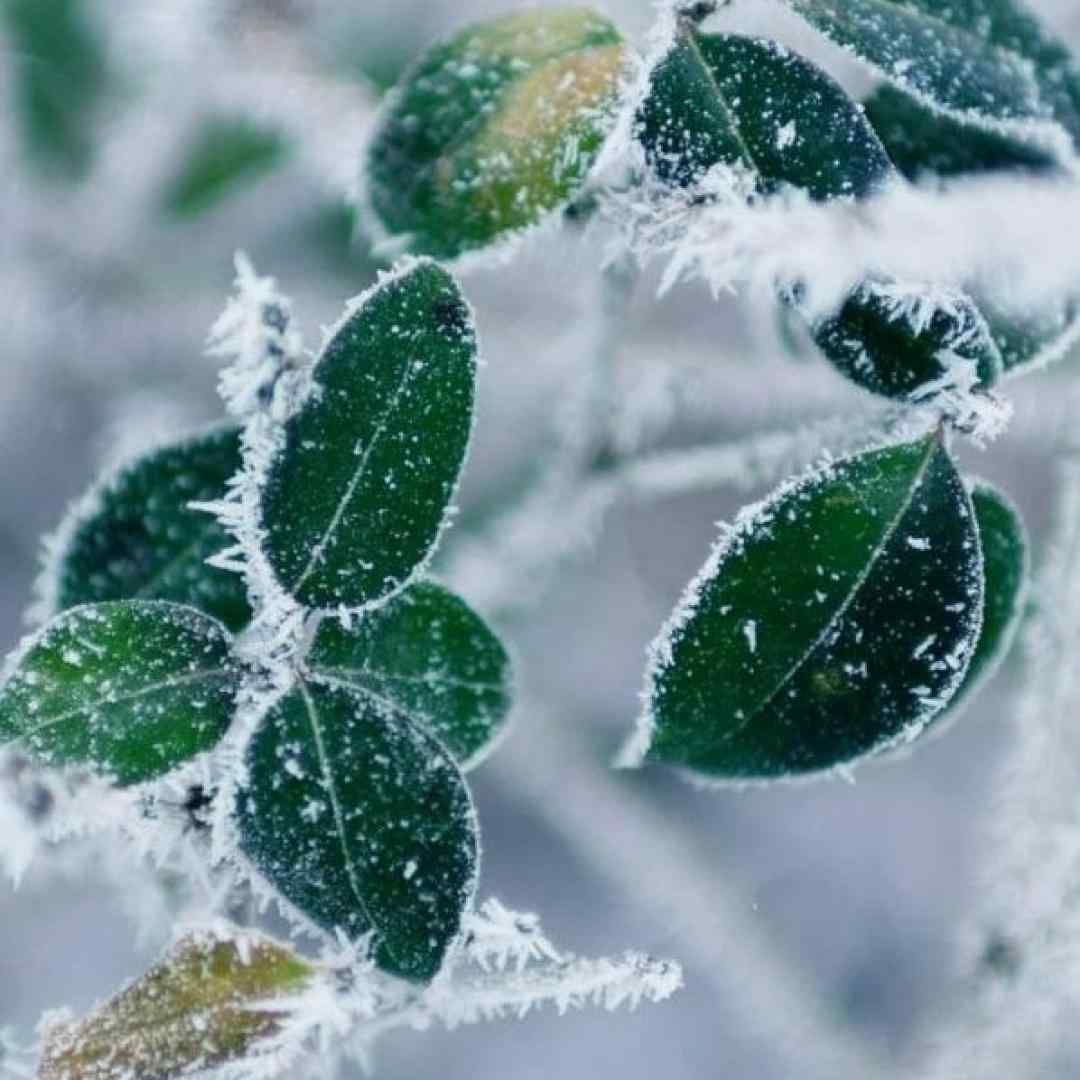  چون رقصتو میخوام ببینم تو خیابون هم