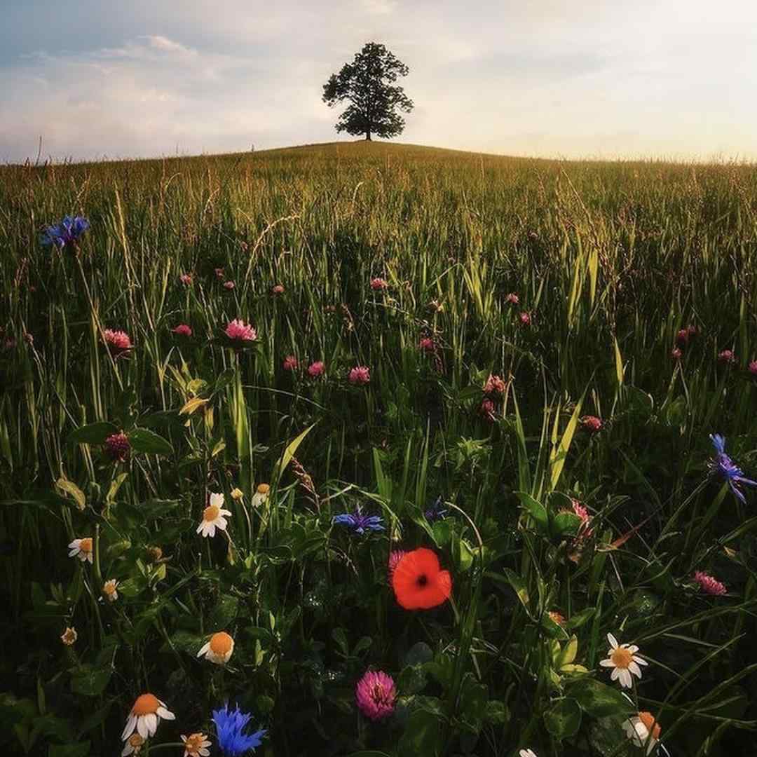 رفته رو مخم زندگی دیگه خودم واسه خودم زنده نیست