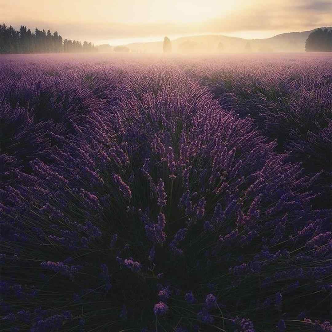  چرا غم ریشه جونم گرفته چرا محنت گریبونم گرفته خداوندا