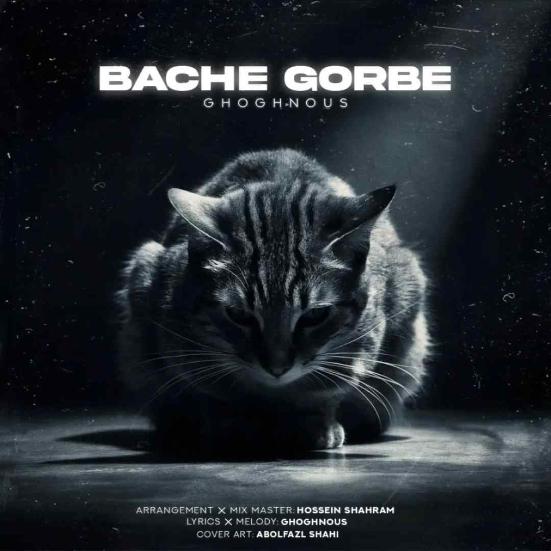 ققنوس بچه گربه