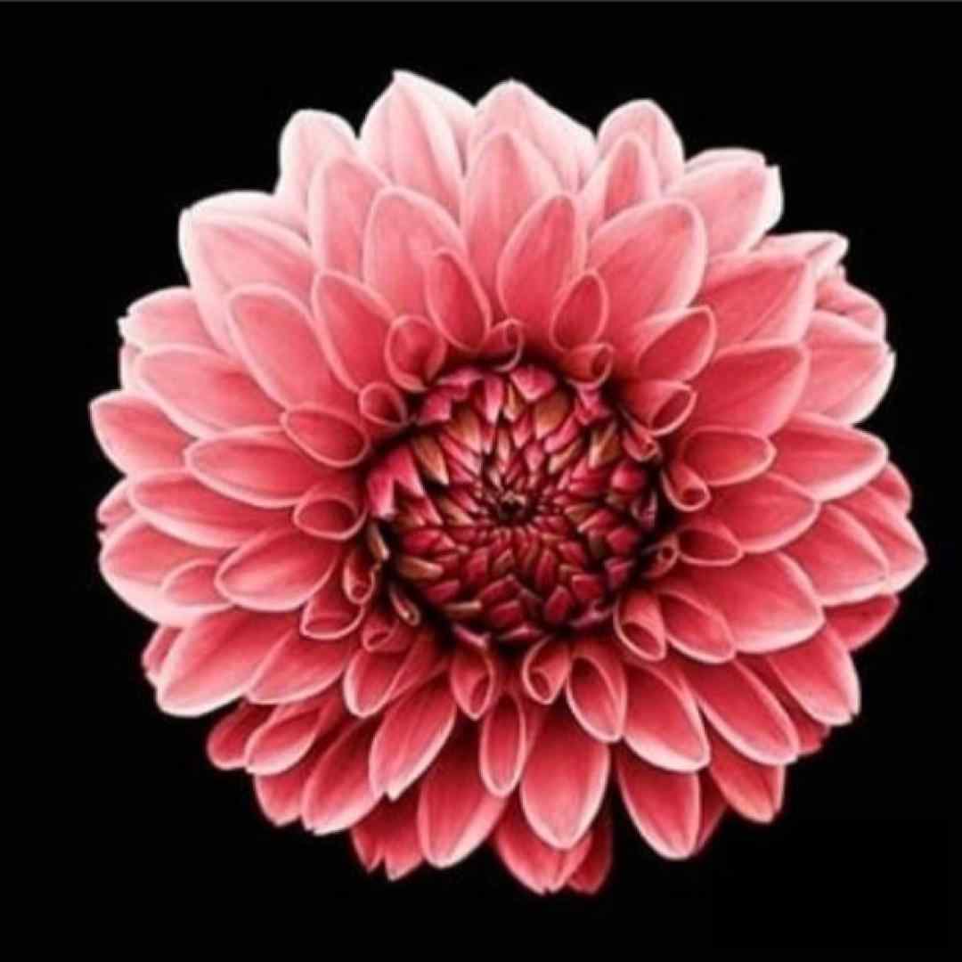 پنیرا رو میکنم من کره روزانه حقیقتم برام روشنه