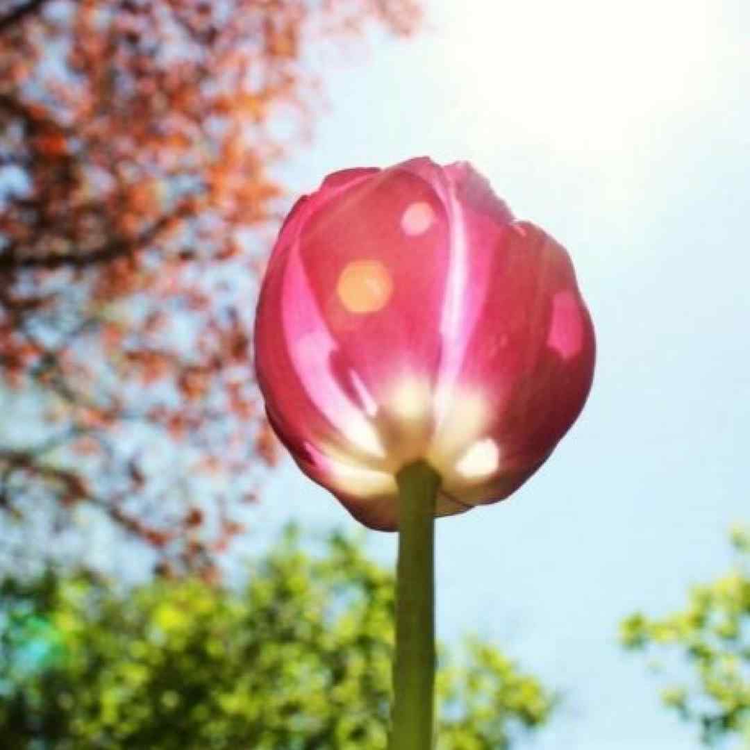  یه روز بوده پوستر پرسپولیس دیوار الان ولی درآمدم