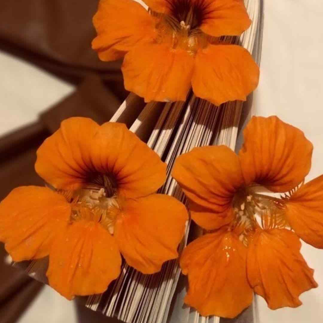  چادر زری افسونگری بس کن والا مردم از غم بستری