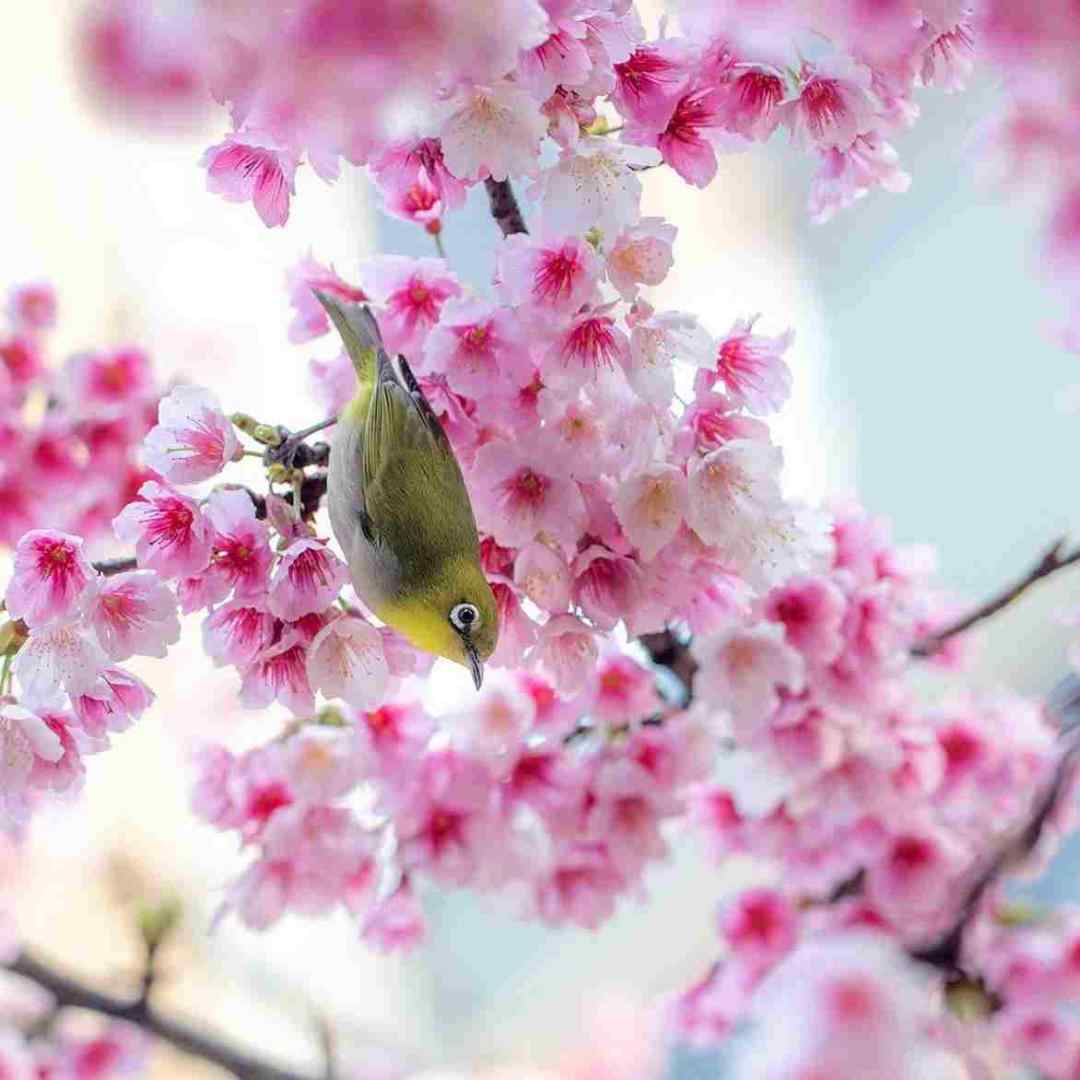اگه حرفمو شنیدی جنگلو نده به پاییز