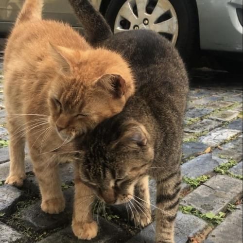 اون دخیه مست اوره چه خوب هم میره واسم شیک