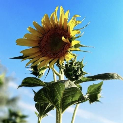 از خزر تا خلیج فارس جای زخم قدیمی گلوله هاس