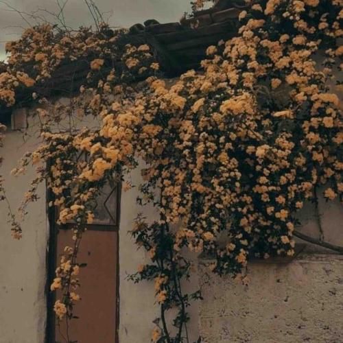 چی اومد سر من که قول داده بودم دیگه با صدای دختر