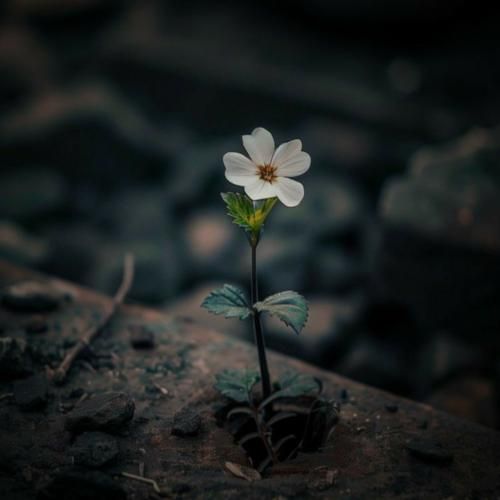 به قربون سیبیل هرچی مرده