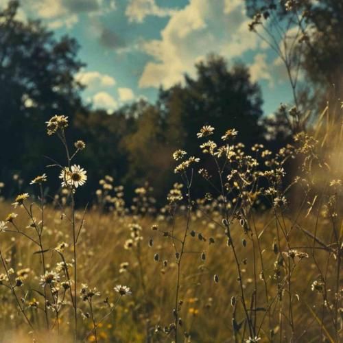 دانلود آهنگ مهلکه از علی سورنا و بهرام