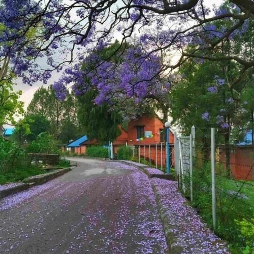 برداشتم دست از سرت نیستی جات الکل سگ مصبه