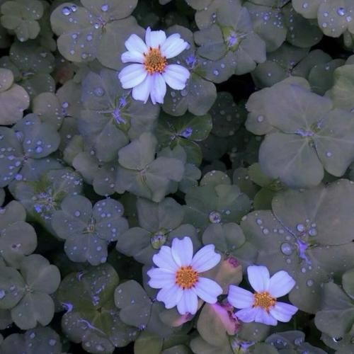 تو چشام اشکی نمونده که واست دریا بسازم