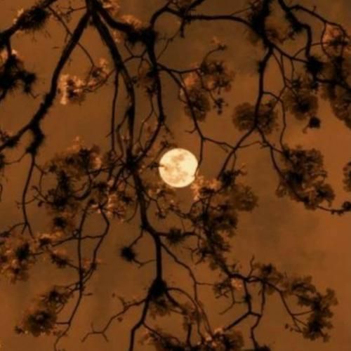 ننه میخواد زنم بده یه طوری که بال و پرم بده