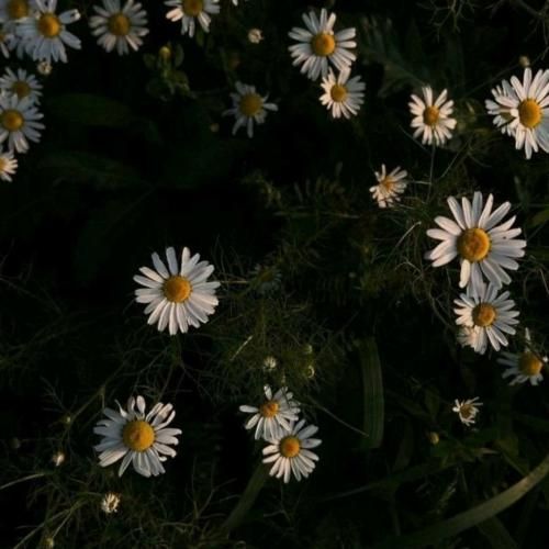 تیم لش شکارچی درینک و بریز بپاشیم