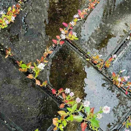  بایلا بایلا چرا فسن دخملا