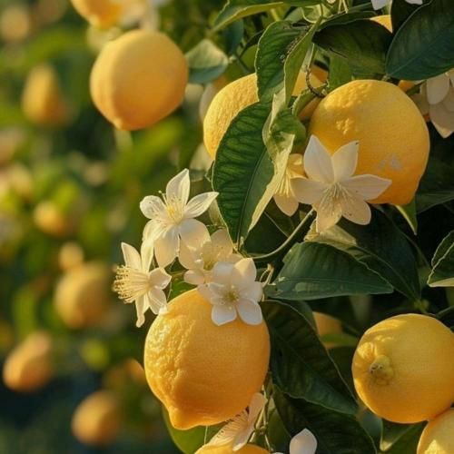 دانلود آهنگ از رو عرش بری پایین باهات روی فرش میام