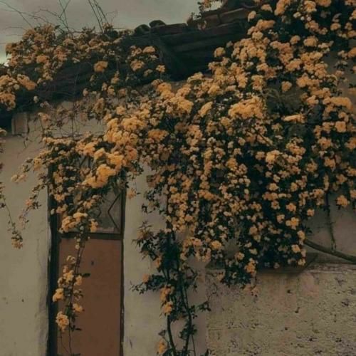 دانلود آهنگ عاشقم تویی که همیشه میمونی تو قلبم – هوش مصنوعی