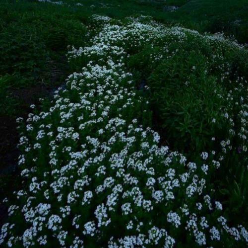 دانلود آهنگ دکتر یکم دیره برا این حال بدجوری پیله