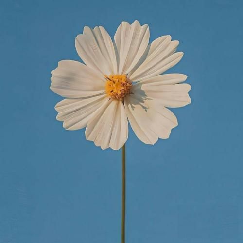 عشقمو کشتن سر موبایلش تو دوربین مداربسته