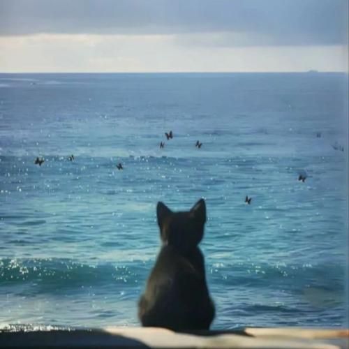  بلبل پر کرده آوای تو کو گل سرخ و گل مینای تو کو