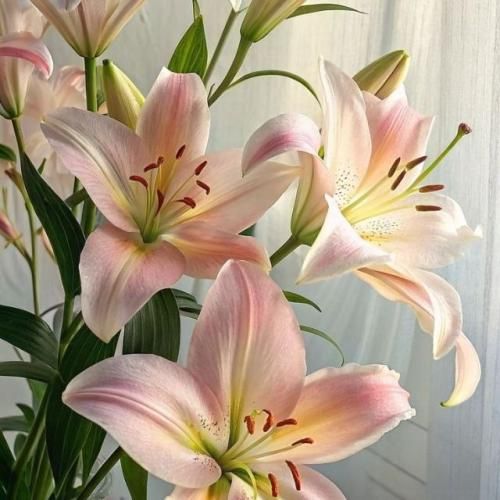  خیلی وقته دلم با هیچی نمی لرزه حسام یکی یکی رفته