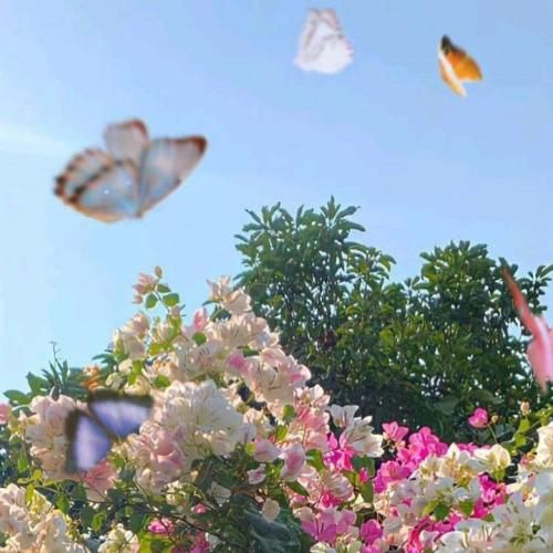  امشب چه زیبا شده ای لایق دلها شده ای دلم روبودی