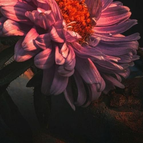  دیگه منم یادم نی اکسم کیه نکسم کیه عشقم کیه