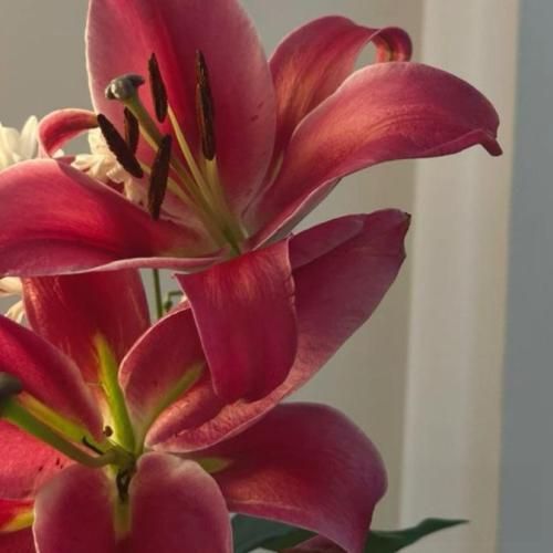  بچه ما یه تیم خوب بودیم پاچید همه چی سر یه بچه مایه